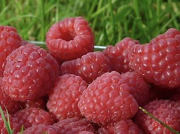 Малина: Продается саженцы элитный сорт малины ХЕРИТЕЙДЖ. Ремонтантная — 7