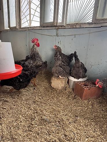 Toyuqlar: Toyuq, Damazlıq, Ödənişli çatdırılma — 8