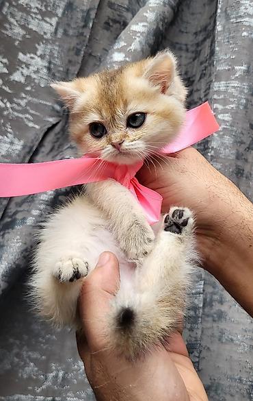 Pişiklər: Britan — 1