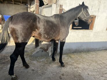 Лошади, кони: Продаю | Кобыла (самка) | Полукровка, Английская | Для разведения, Конный спорт | Племенные — 1