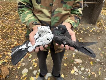 птица голуби: Продаю Бакинцы пара :2000с Бакинцы лет игра гарантия Тасманы пара