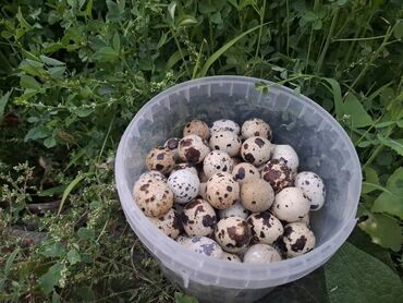 наполнитель для подушек купить: Перепелиные яйца в лотке - Натуральные, пятнистые перепелиные яйца