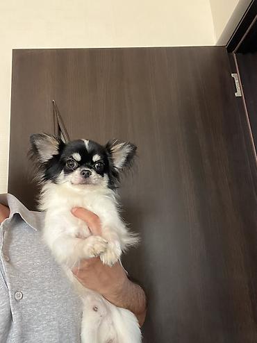 kaski itleri: Çixuahua, 9 ay, Erkək, Peyvəndli, Ödənişli çatdırılma — 1