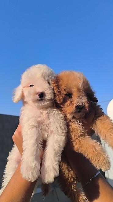 Heyvanlar üçün digər mallar: Miniatür pudel balaları – krem və aprikos rəngləri Məhsul təsviri: - — 5