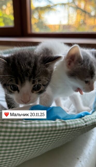 Pişiklər: Erkək, Dişi, Yaxşı əllərə — 4