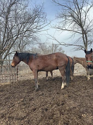Лошади, кони: Продаю | Кобыла (самка), Конь (самец), Жеребенок | Полукровка | На забой, Для разведения, Для молока — 6