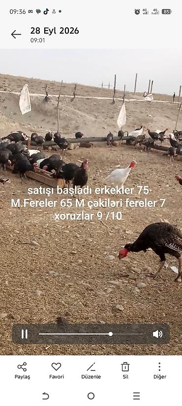 doyusken xoruzlar: Məhsul: Hind toyuqları (türki) Təsvir: - Qara, ağ və qarışıq rəngli — 2
