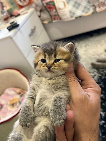 Pişiklər: Şotland, Erkək, Dişi, Yaxşı əllərə, Ünvandan götürmə, Pulsuz çatdırılma, Ödənişli çatdırılma — 21