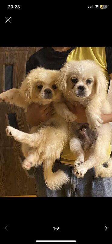 it üçün zəncir: Pekines, 3 ay, Erkek, Ünvandan götürmə