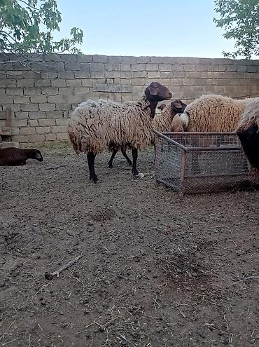 kömeye telesen itler: Qoyun sürüsü – yerli ətlik-yunlu tip - Növ: yerli xallı/qaradolaq — 5