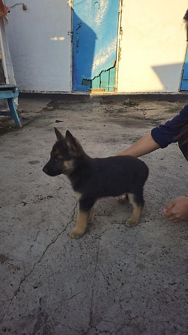 Продажа собак: Бельгийская овчарка, 1 месяц, Самец, С прививкой — 3