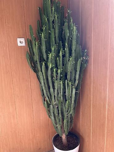 Молочаи: Крупное комнатное растение в напольном горшке — суккулент — 1