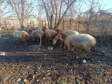 Бараны, овцы: Продаю | Овца (самка) | Для разведения | Матка — 10