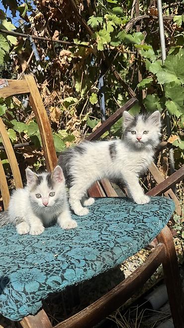 ищу котят: Беспородная, 2 месяца, Мальчик, Биколор, Приучена к лотку — 3