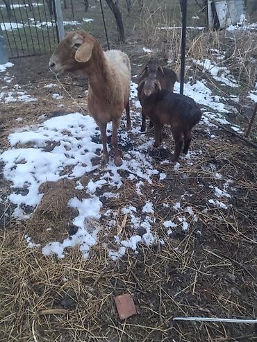 Баран, овца: Продаю | Овца (самка) | Для разведения at lalafo.kg — 6 Баран, овца: Продаю | Овца (самка) | Для разведения — 6