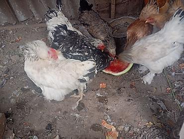 А/ч жаныбарлары үчүн тоюттар: В Канте продаются куры,годовалые,крупные,несутся,среди них было много — 10