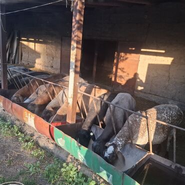 ножницы для копыт: Продаю | Овца (самка)