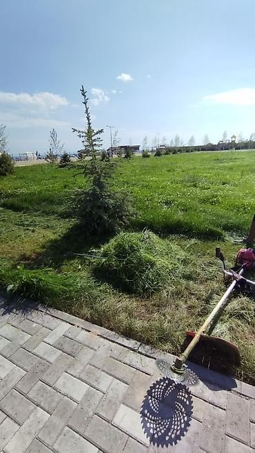 зеленый орук: Беде,газон аралашкан чөп сатылат келишим баада өзүбүз чаап машинага — 1