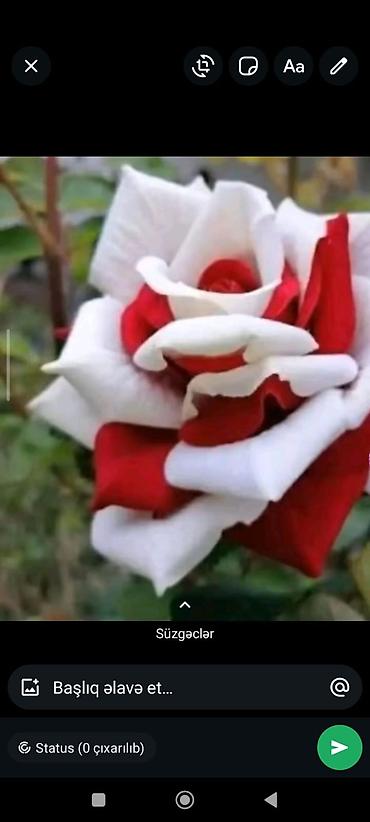 epimedium bitkisi satisi: Məhsul: Bəzək kolları və çiçəkli bitkilər kolleksiyası - Kalistemon — 10