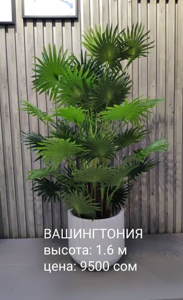 хуавей нова 5т цена бишкек в Кыргызстан: Большой выбор искусственных деревьев. Новое поступление. Можно