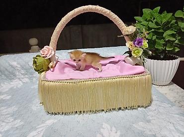 Животные: Шотландская — 5