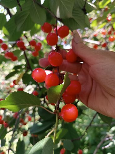 ягода малина: ПРОДАЮ ЧЕРЕШНЮ 🍒🍒🍒🍒🍒❤️💚 простую,кисло-сладкую. Эколочинную.Выращенна