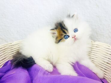 купить камышового кота: Свободен мальчик! Скоттиш Страйт, редкие голубые глаза в цвете. Наш