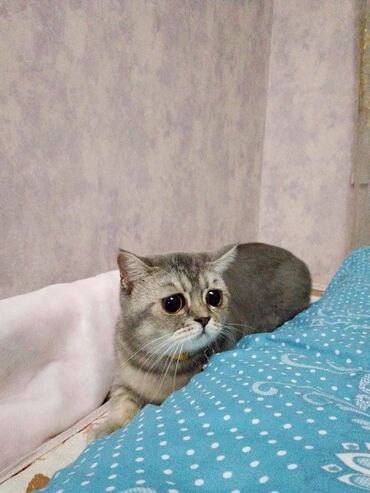 Pledlər: Rəng - Bənövşəyi Mikrofiber Pled -da lalafo.az — 5 Pledlər: Rəng - Bənövşəyi Mikrofiber Pled — 5