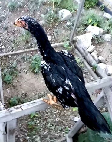 deve quşu: ✅Oh Şamo Fərdi 130 manat ver apar. ALLAH xeyir versin.✅ hələ heç 3-ay