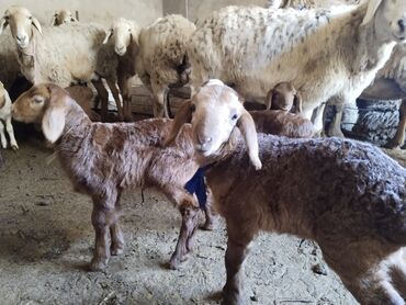 молочные козы в кыргызстане: Продаю | Ягненок