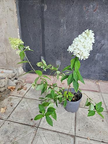 payiz dekoru: Ağ çiçəkləri olan panikulyar hortensiya (Hydrangea paniculata) – — 7