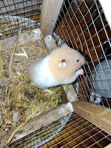 keci heyvan: Hamster satilir disidi qedesle birge real alici yazdin unvan kürdaxanı — 1