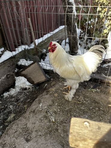 декоративные кролик: Сатам | Короздор | Брама | Көбөйтүү үчүн