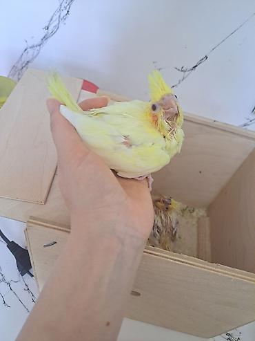 Qirmizigoz lutino balasi satilir. temiz qandi. 22gunlukdu .ata anadan lalafo.az -da Qirmizigoz lutino balasi satilir. temiz qandi. 22gunlukdu .ata anadan