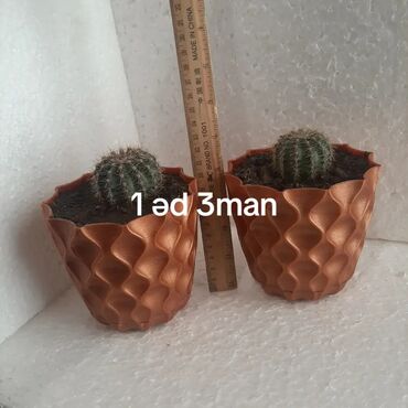 Otaq bitkiləri: Aloe (aloe vera) saksı bitkisi - Növ: Aloe – ətli, tikanlı kənarlı — 10