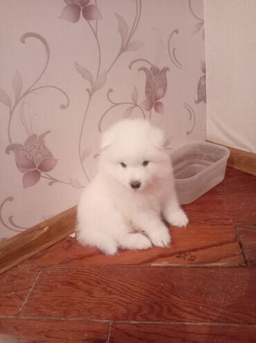 сколько стоят собаки: Samoyed