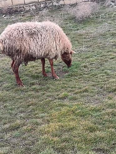 Keçilər, çəpişlər: Çəpiş keçi qoyun sürü və ya tək tək satram. Qiymet ferqlidirMəhsul — 14