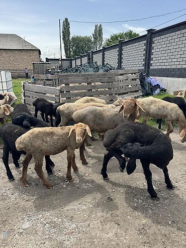 Другие животные: Продаю баран только оптом — 10