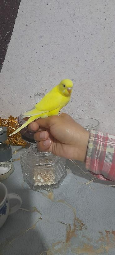 Tutuquşları: Ələ öyrəşmiş quşdu kim isdəsə videolarınıda ataram baxar — 1