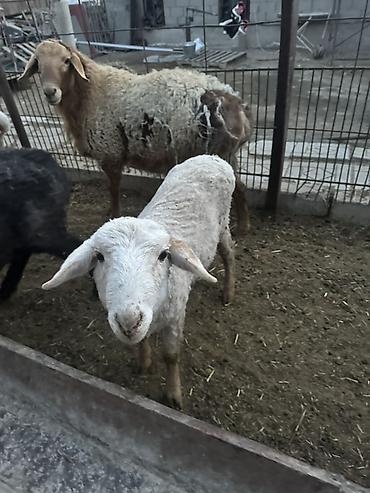 Баран, овца: Продаю | Баран (самец) | Полукровка | Для разведения — 7