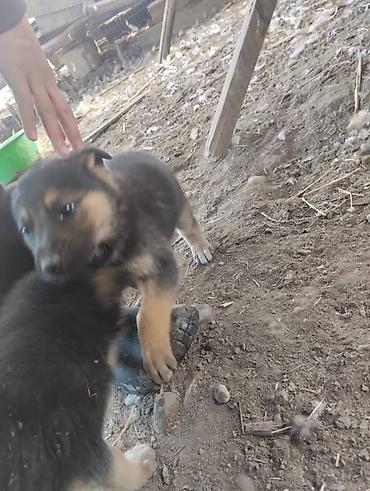 Продажа собак: Немецкая овчарка, 2 месяца, Самец, С родословной — 9