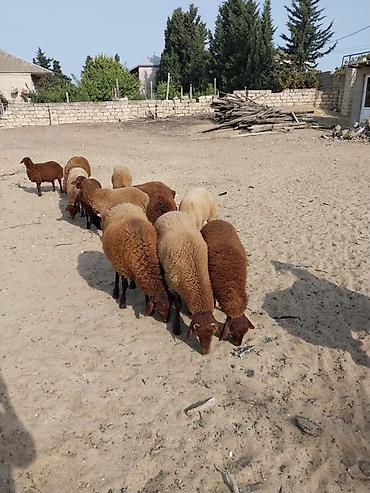 mal satisi: Erkəy toğlular satılır əla cins heyvanlardı 7-8 aylıqdılar diri — 7