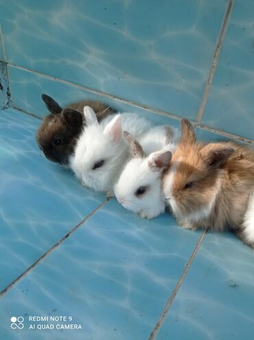 Декоративные кролики: Карликовые декоративные крольчата по 1200 сом — 6