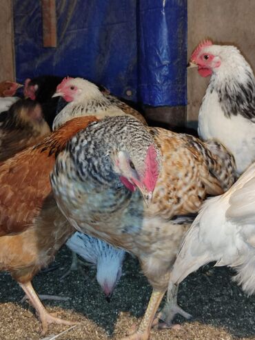 Toyuqlar: Tam ev şəraitində bəslənmiş rəngli kənd beçələridir.çəkiləri 1 -da lalafo.az — 7 Toyuqlar: Tam ev şəraitində bəslənmiş rəngli kənd beçələridir.çəkiləri 1 — 7