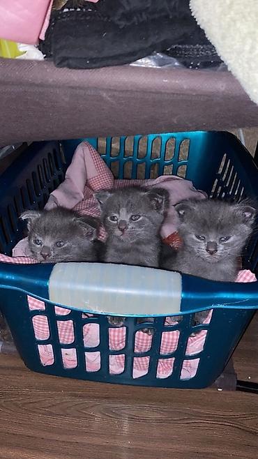 scottish fold satilir: Şotland yastı qulaq, Dişi, Erkək, Yaxşı əllərə, Ünvandan götürmə — 5