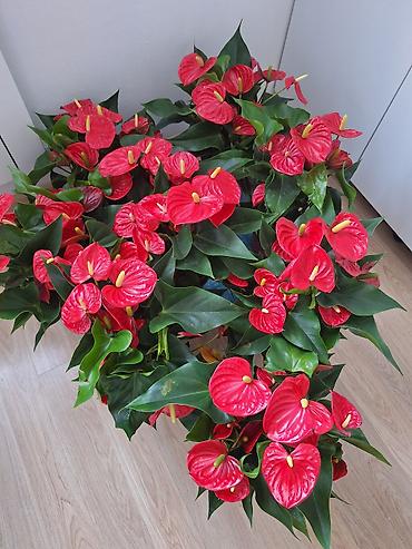 антуриум купить: Антуриум (Anthurium andreanum) в горшке. - Крупные ярко‑красные — 2