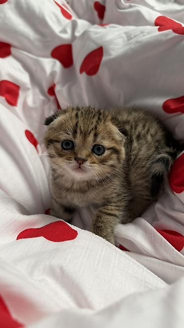 Кошки: Скотиш Фолд (Шотландская вислоухая), 1 месяц, Девочка, Приучена к лотку — 1
