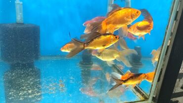 Akvariumlar: Iri ölçülü qızıl balıqlarimiz geldi