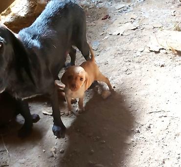 golden retriver it: Dişi, Peyvəndli — 3