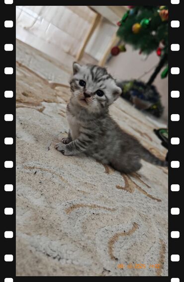 Pişiklər: Ata British fold(yasti qulaq);ana:shinsilla shorthair tabby(dik — 5